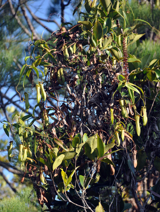 Image of Nepenthes gracilis specimen.