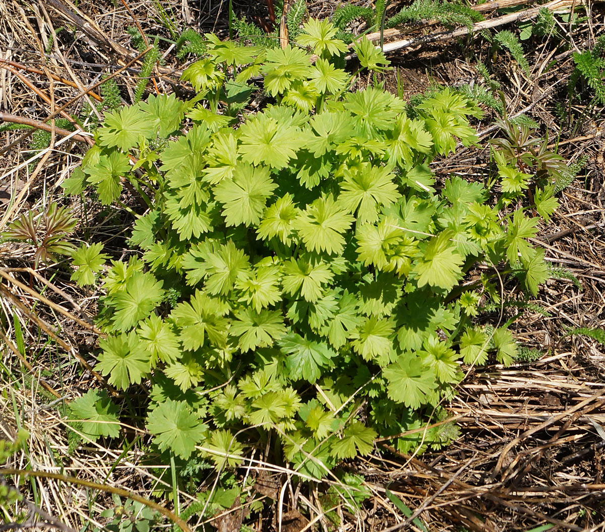 Изображение особи Delphinium dictyocarpum.