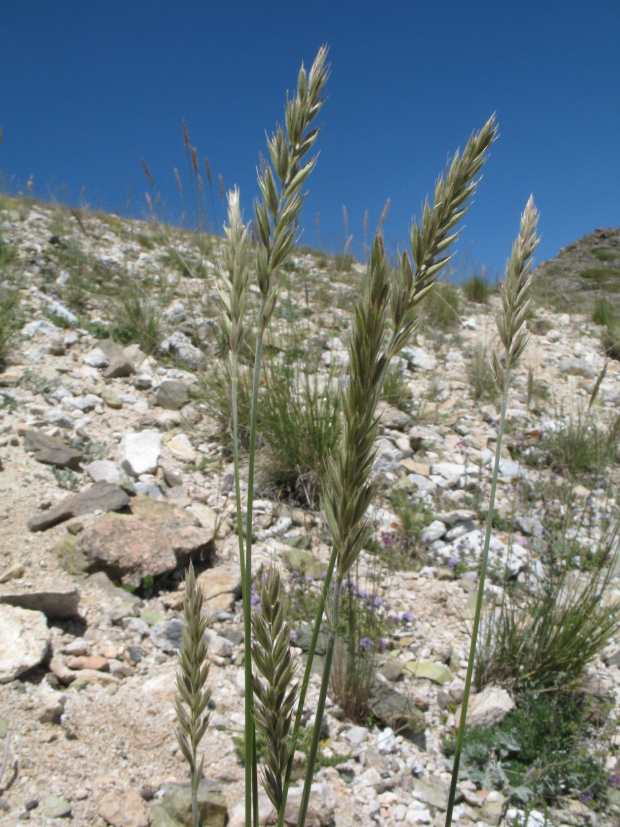 Image of Leymus flexilis specimen.