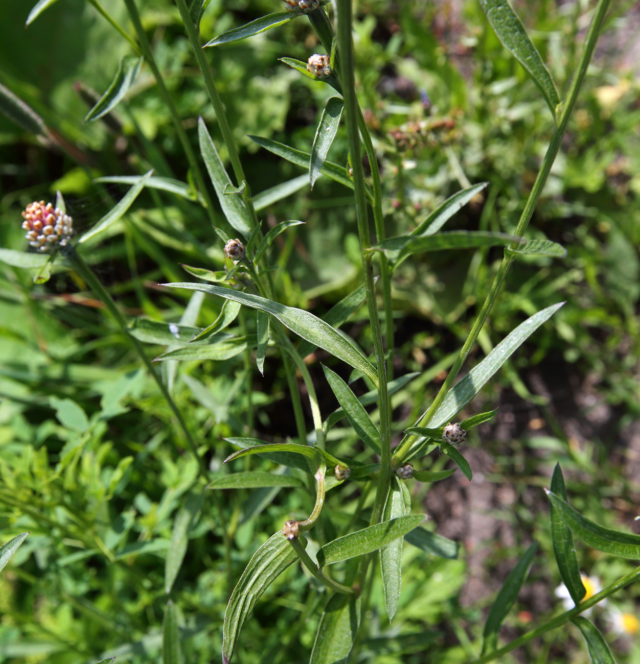 Изображение особи Centaurea jacea.