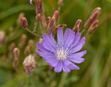 Lactuca sibirica