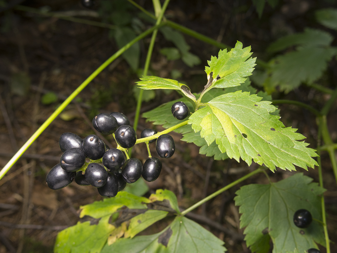 Image of Actaea spicata specimen.