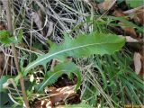 Cichorium intybus