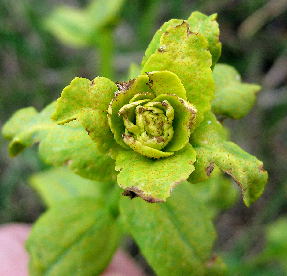 Image of genus Euphorbia specimen.