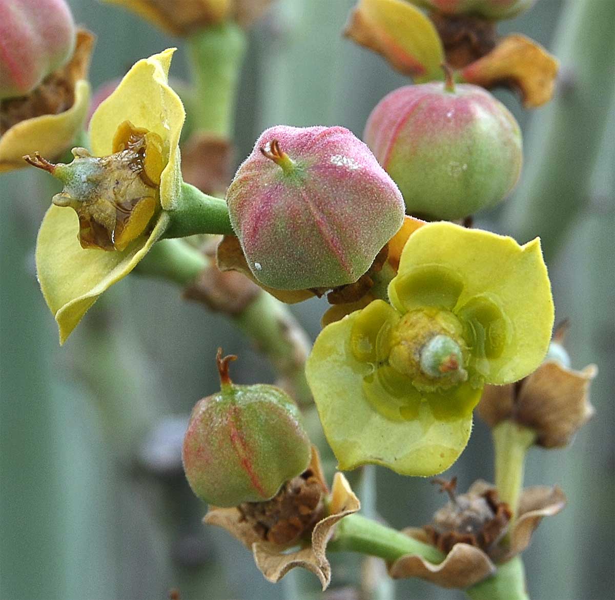 Image of Euphorbia dregeana specimen.