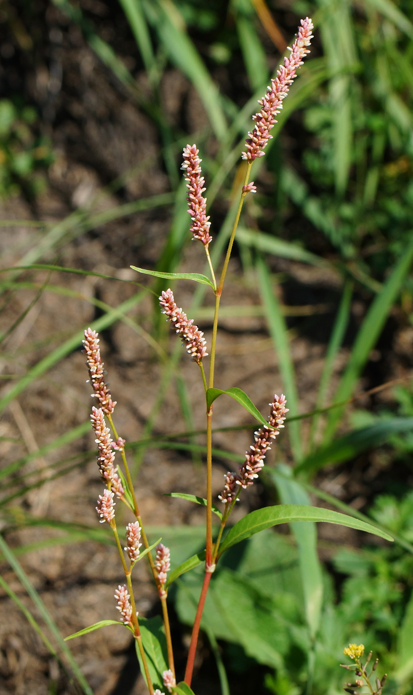 Image of Persicaria lapathifolia specimen.