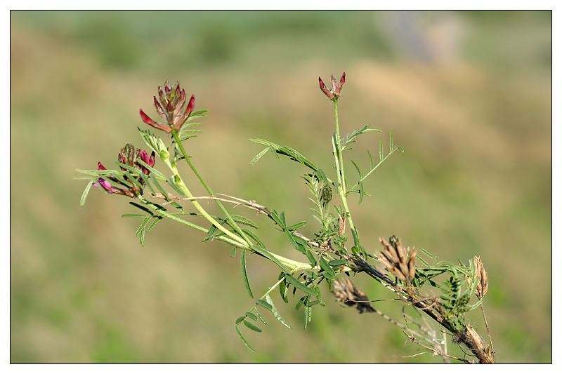 Изображение особи Astragalus cornutus.