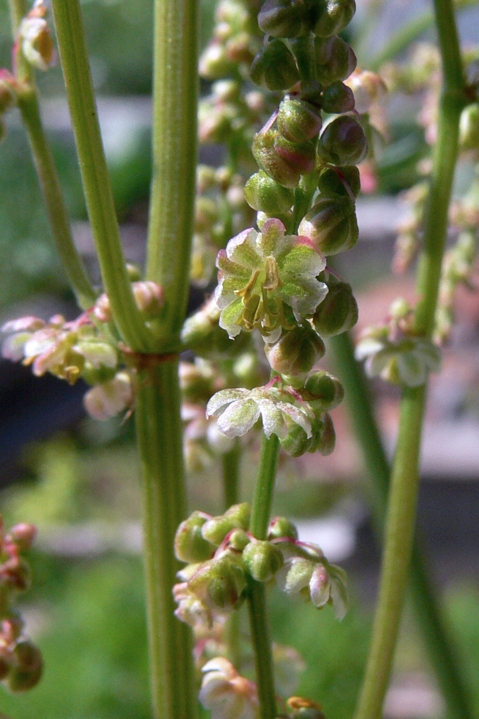 Image of Rumex acetosa specimen.