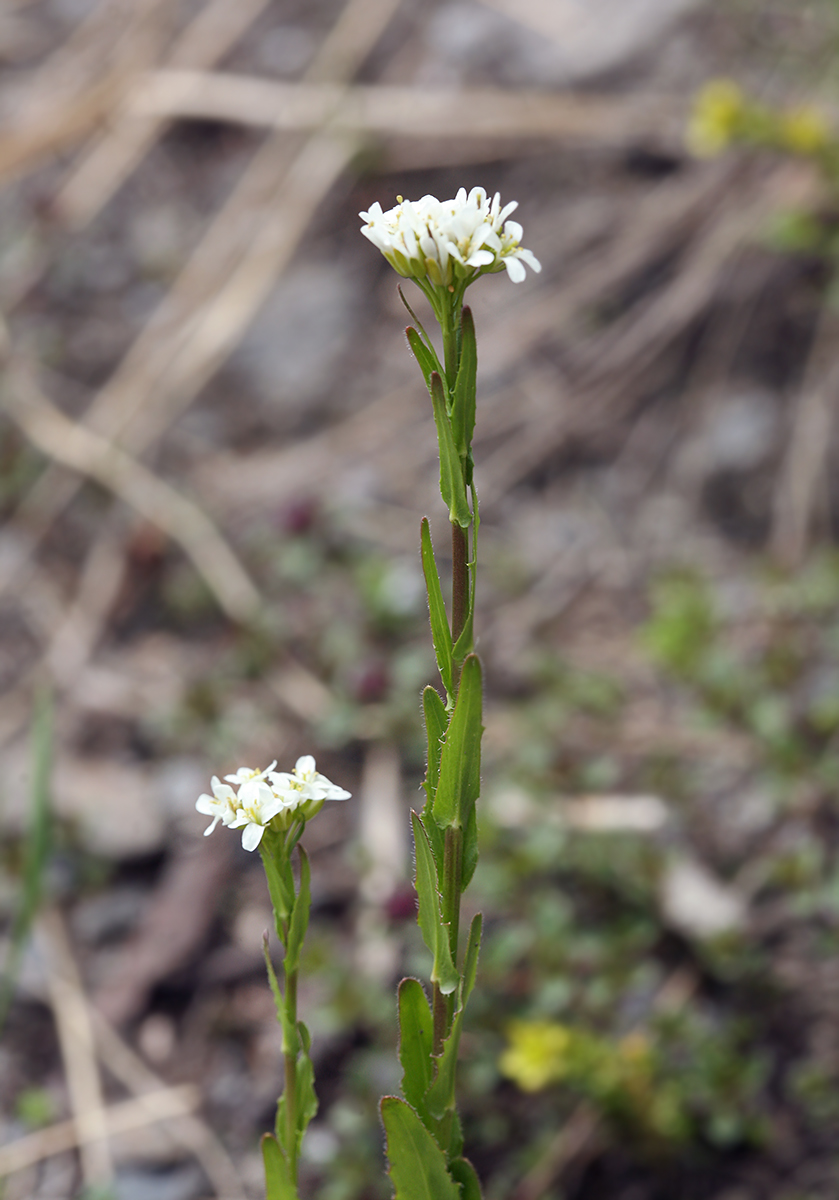 Image of Arabis sudetica specimen.