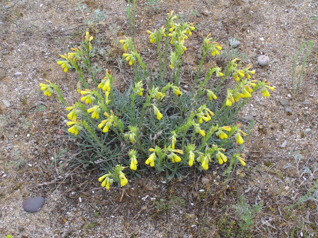 Image of Onosma taurica specimen.