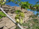 Ulmus pumila. Часть ветви с соплодием. Южный Казахстан, западные отроги Киргизского хр., горы Ботамойнак в окр. г. Тараз, ≈ 900 м н.у.м., полка на скалистом склоне юго-зап. экспозиции. 21 апреля 2018 г.