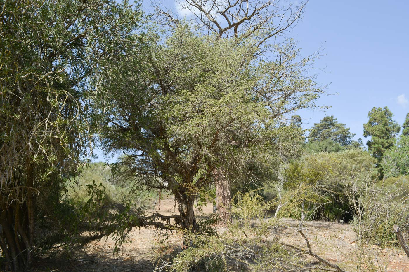 Image of Melaleuca elliptica specimen.