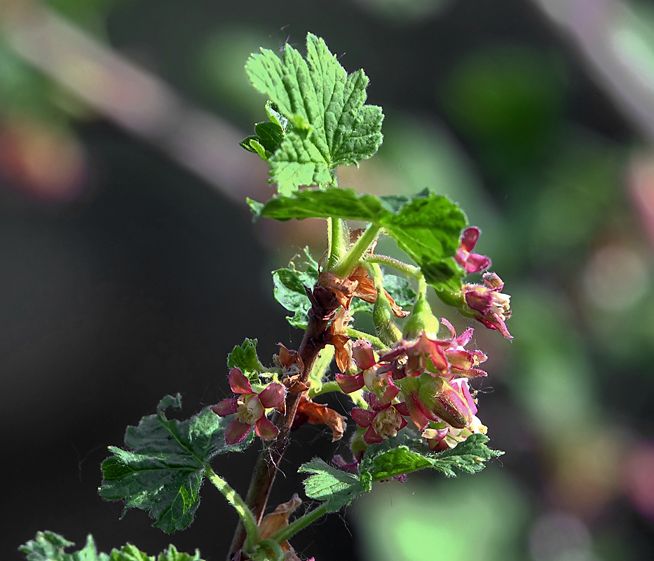 Image of Ribes &times; nidigrolaria specimen.