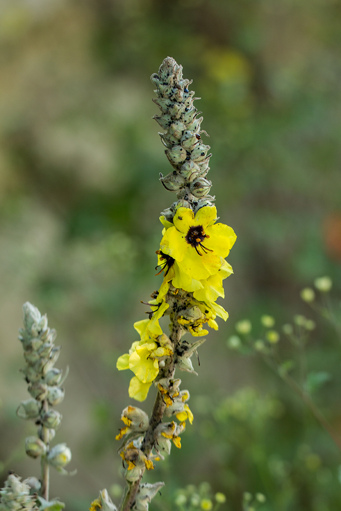 Изображение особи Verbascum formosum.