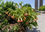 genus Brugmansia. Цветущее растение. Израиль, г. Бат-Ям, в озеленении высотного дома. 13.05.2018.