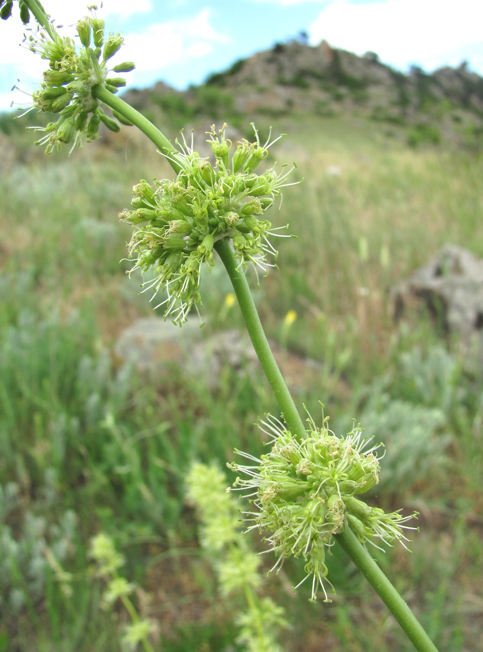 Image of Silene densiflora specimen.