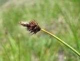 Carex oreophila