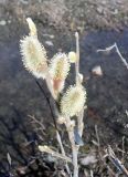 genus Salix