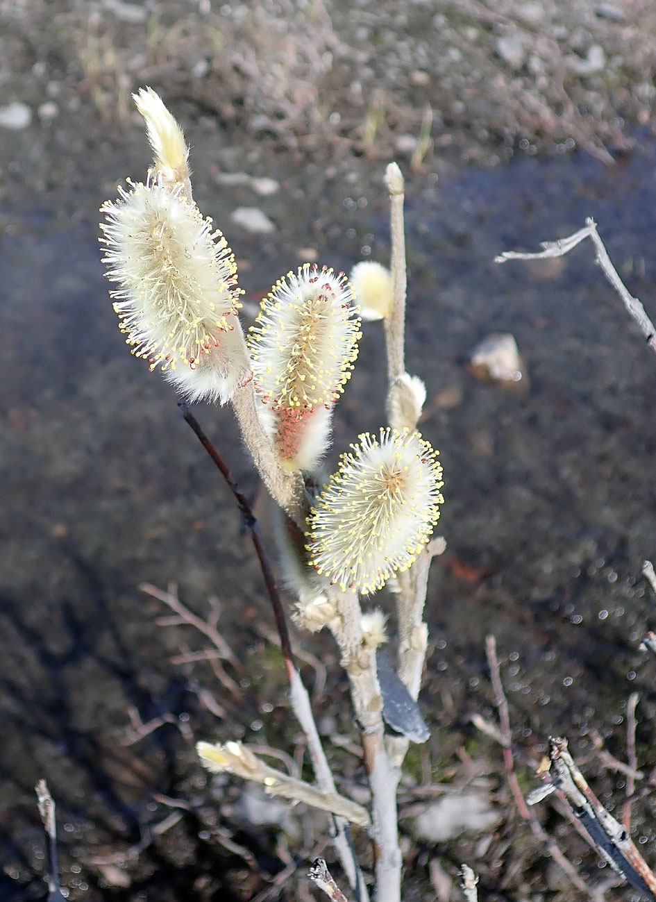 Image of genus Salix specimen.