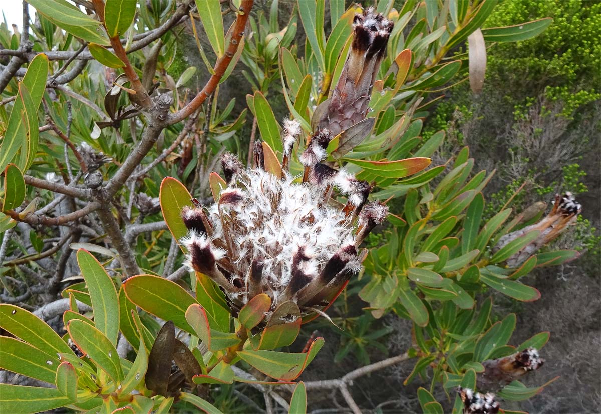 Image of Protea lepidocarpodendron specimen.