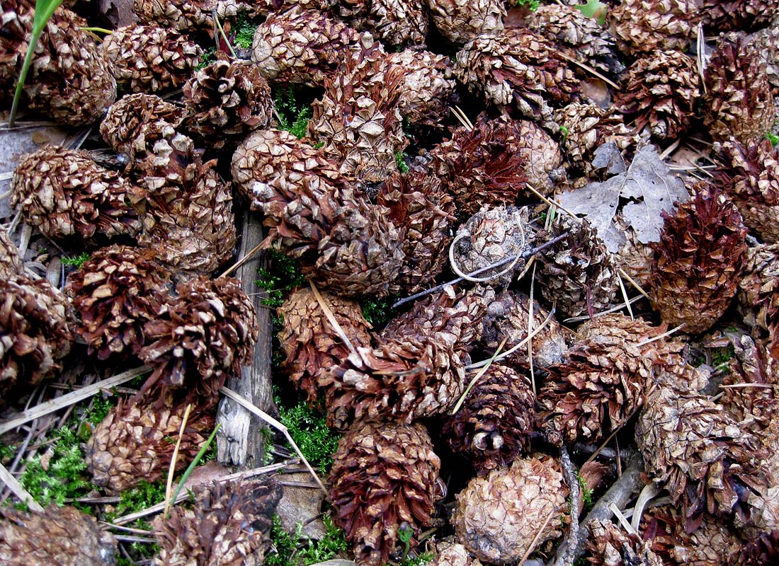 Image of Pinus sylvestris specimen.