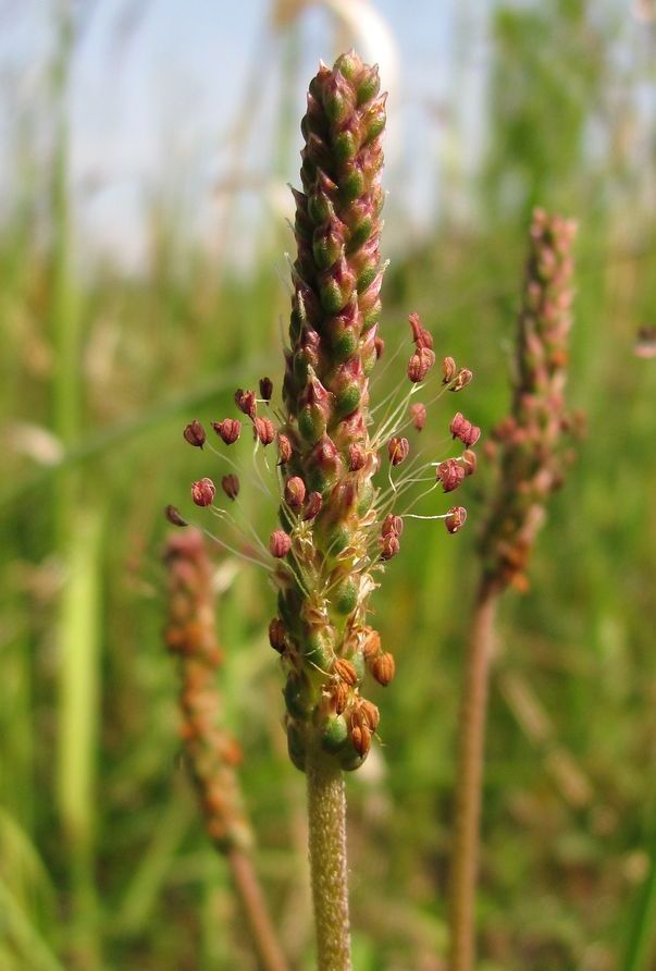 Image of Plantago maritima specimen.