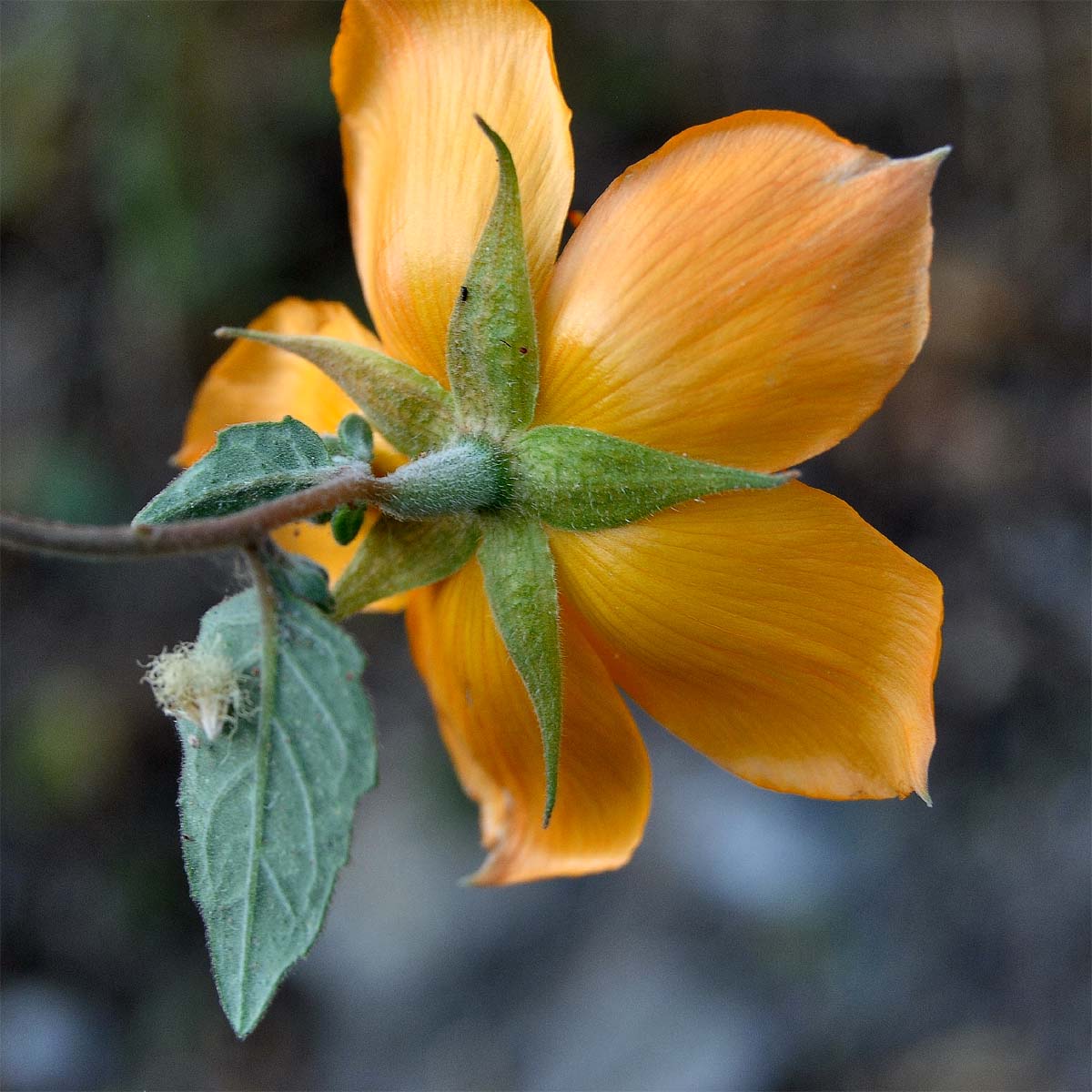 Image of Mentzelia hispida specimen.