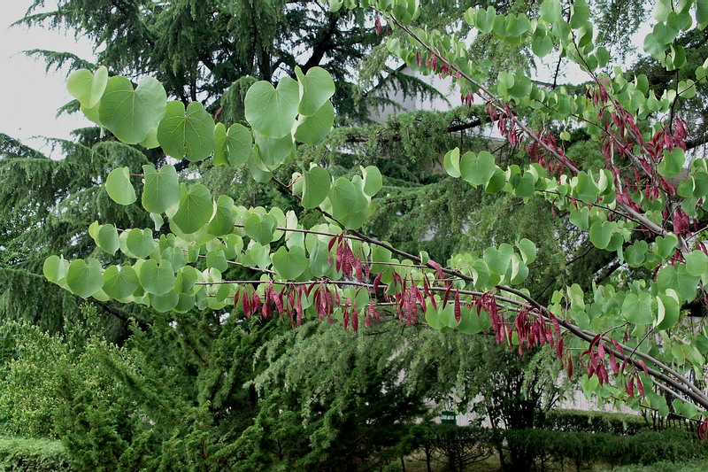 Изображение особи Cercis siliquastrum.