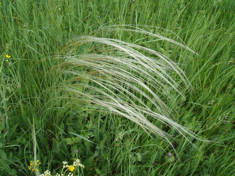 Image of Stipa pennata specimen.