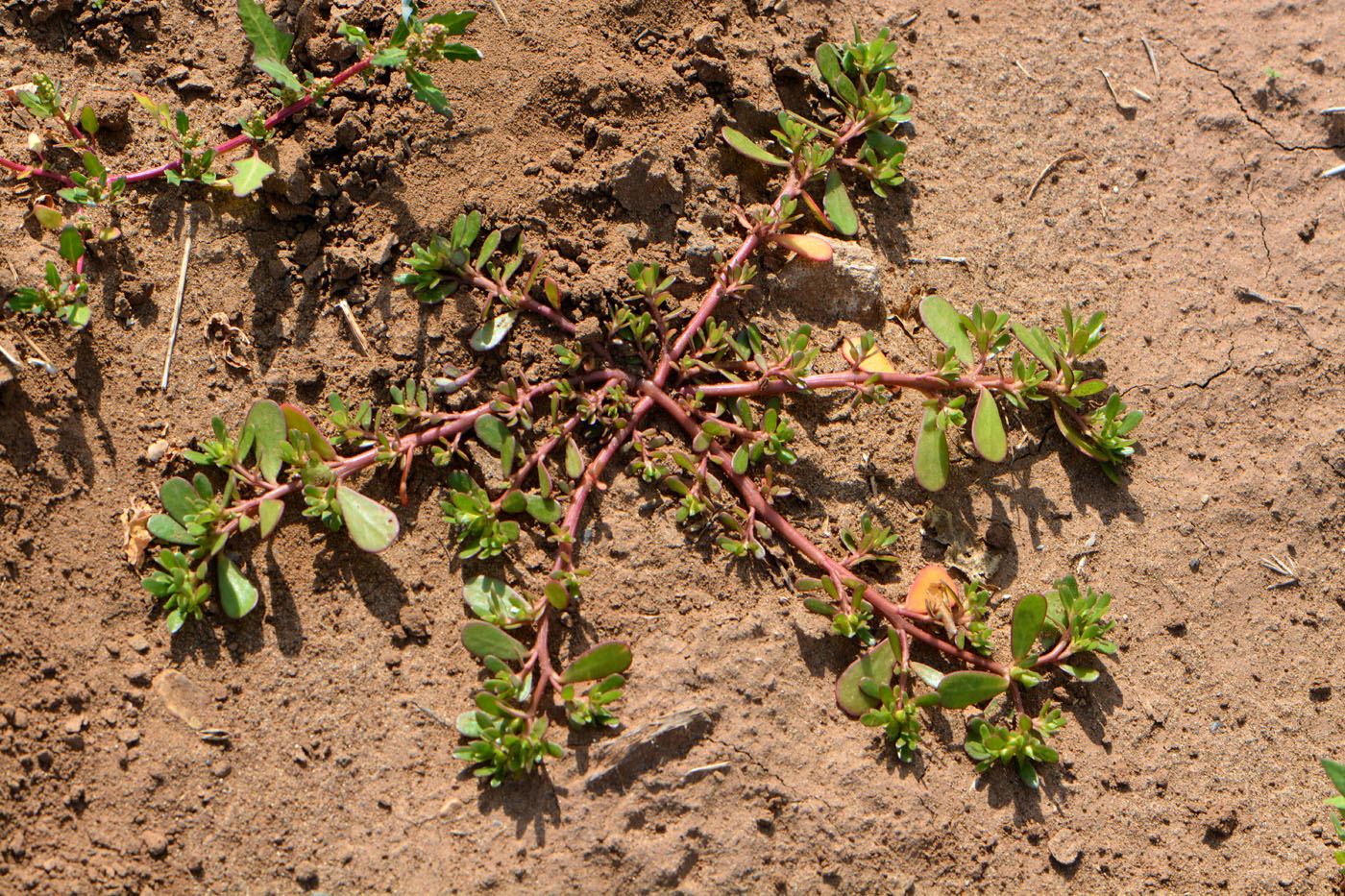 Изображение особи Portulaca oleracea.