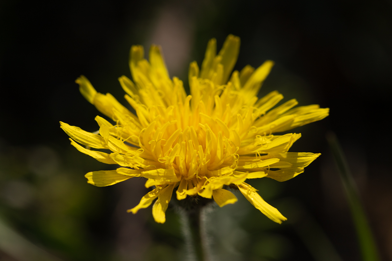 Image of Crepis rhoeadifolia specimen.