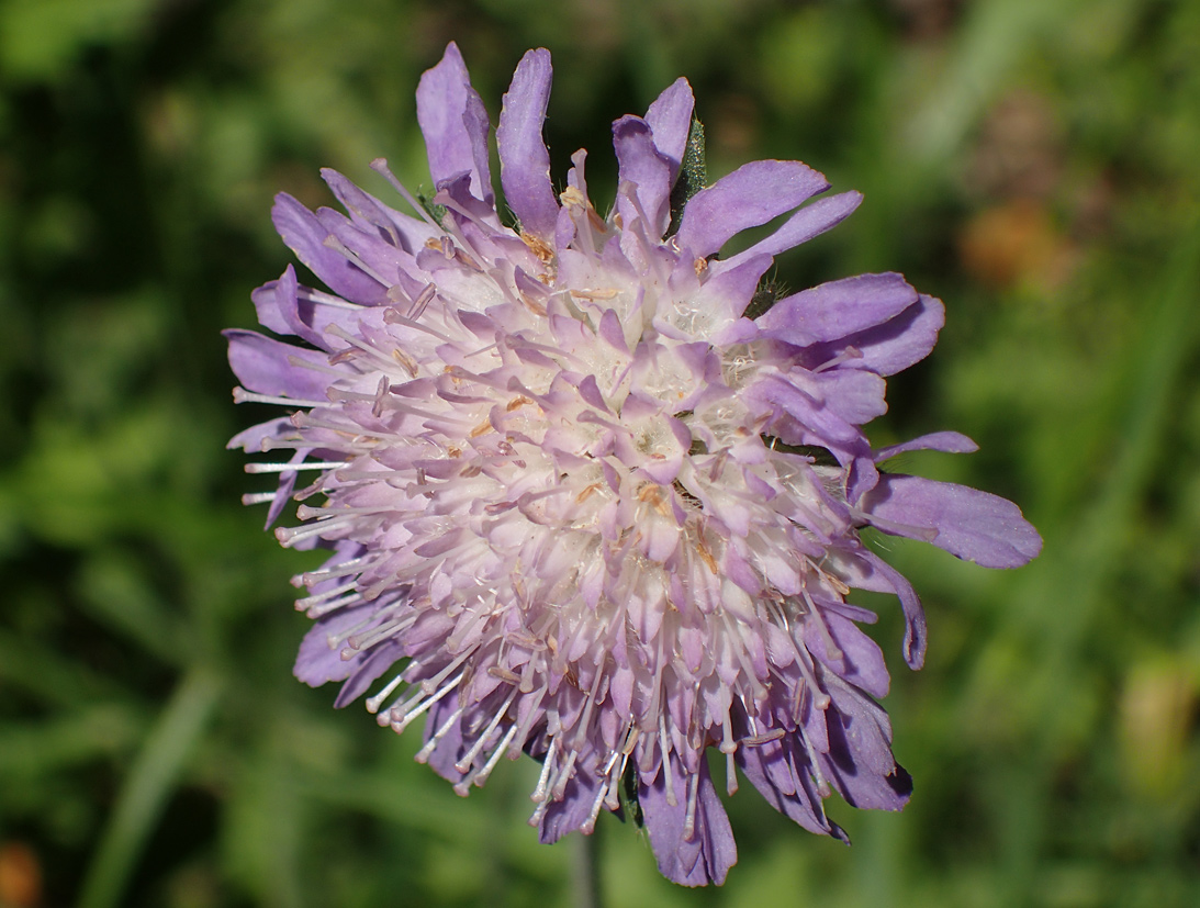 Image of Knautia arvensis specimen.