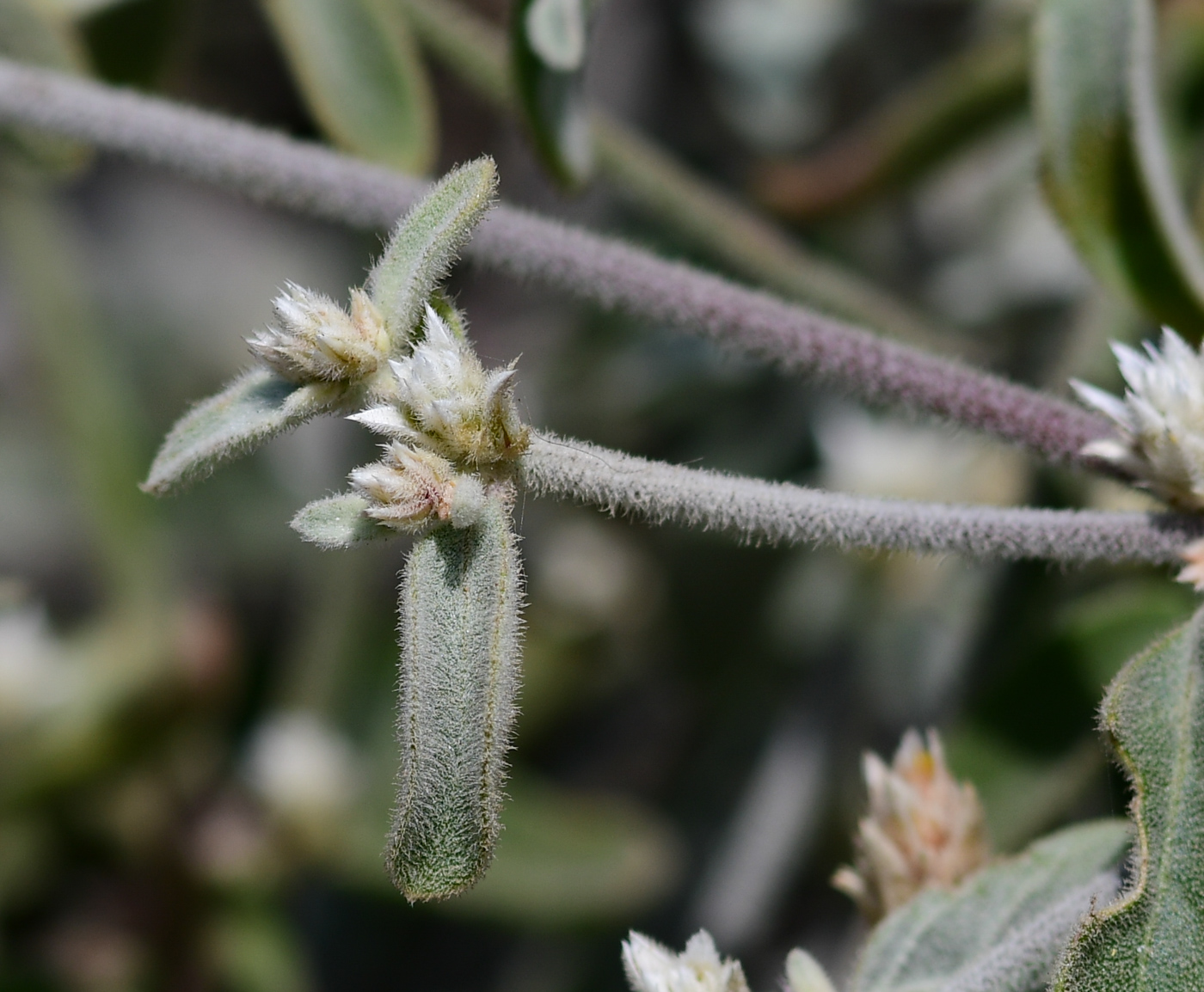 Image of Alternanthera halimifolia specimen.