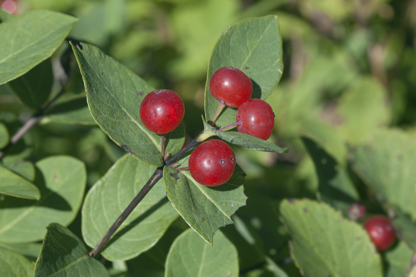 Изображение особи Lonicera chamissoi.