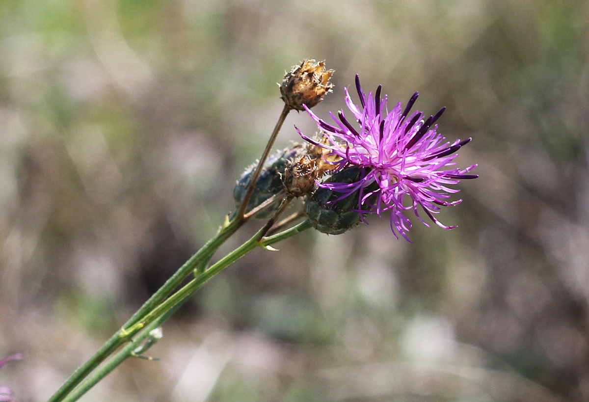 Image of Centaurea adpressa specimen.