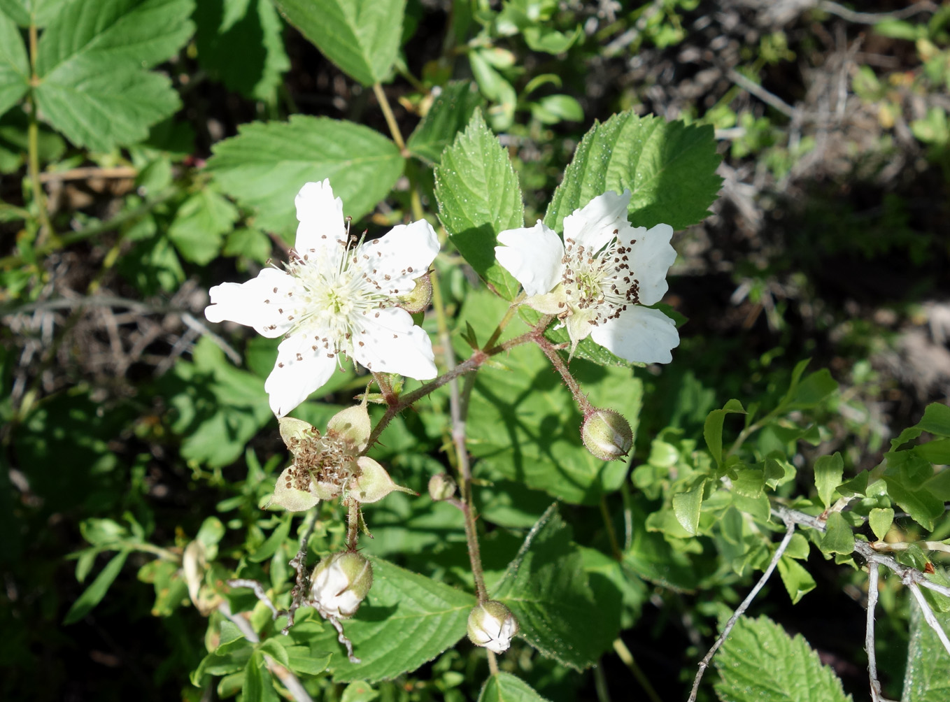 Image of Rubus caesius specimen.