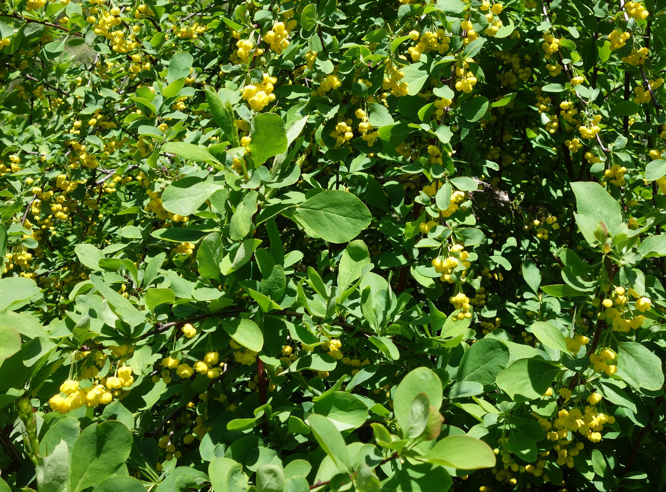 Image of Berberis sphaerocarpa specimen.