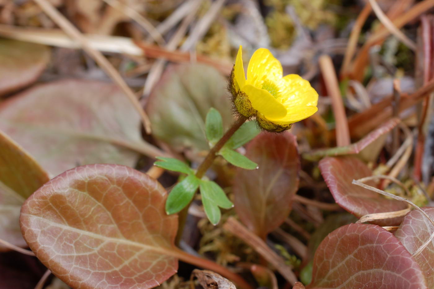 Image of Ranunculus nivalis specimen.