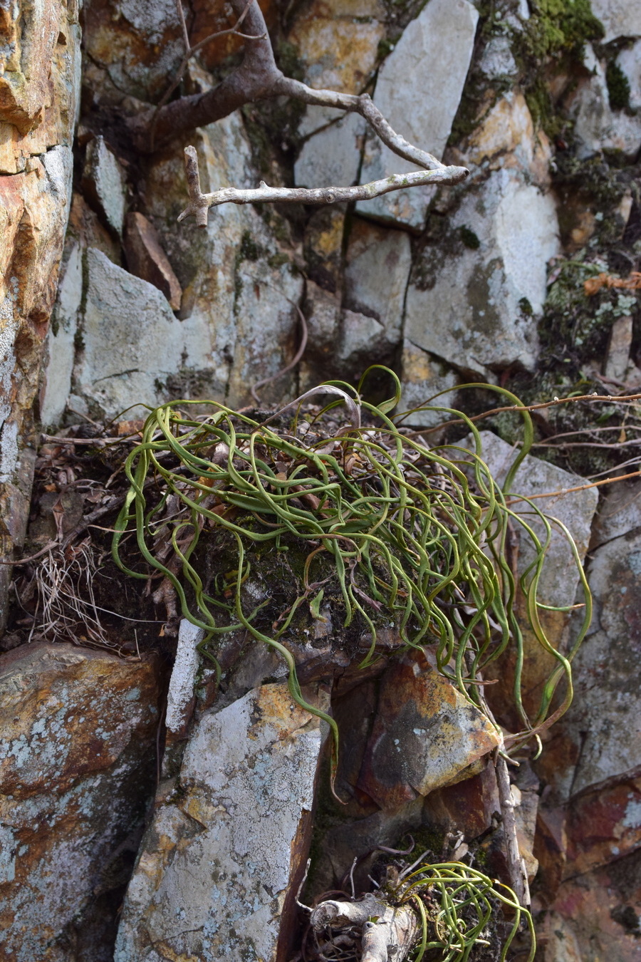 Image of Lepisorus ussuriensis specimen.