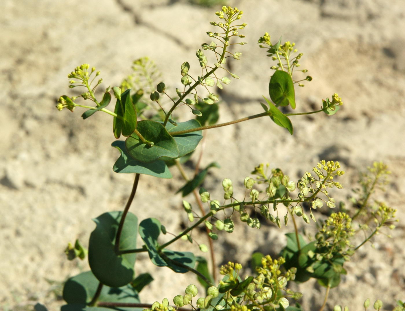 Image of Lepidium perfoliatum specimen.