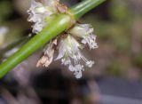 Callisia fragrans