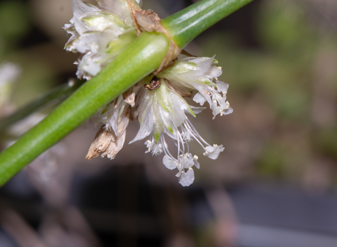 Image of Callisia fragrans specimen.