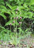 Ophrys oestrifera. Цветущие растения. Крым, окр. с. Зеленогорье, ущ. р. Пананьян-Узень, пойма, луговая растительность среди кустарников. 28 мая 2020 г.