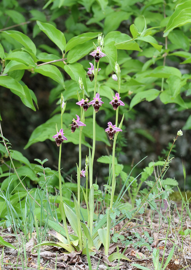 Image of Ophrys oestrifera specimen.