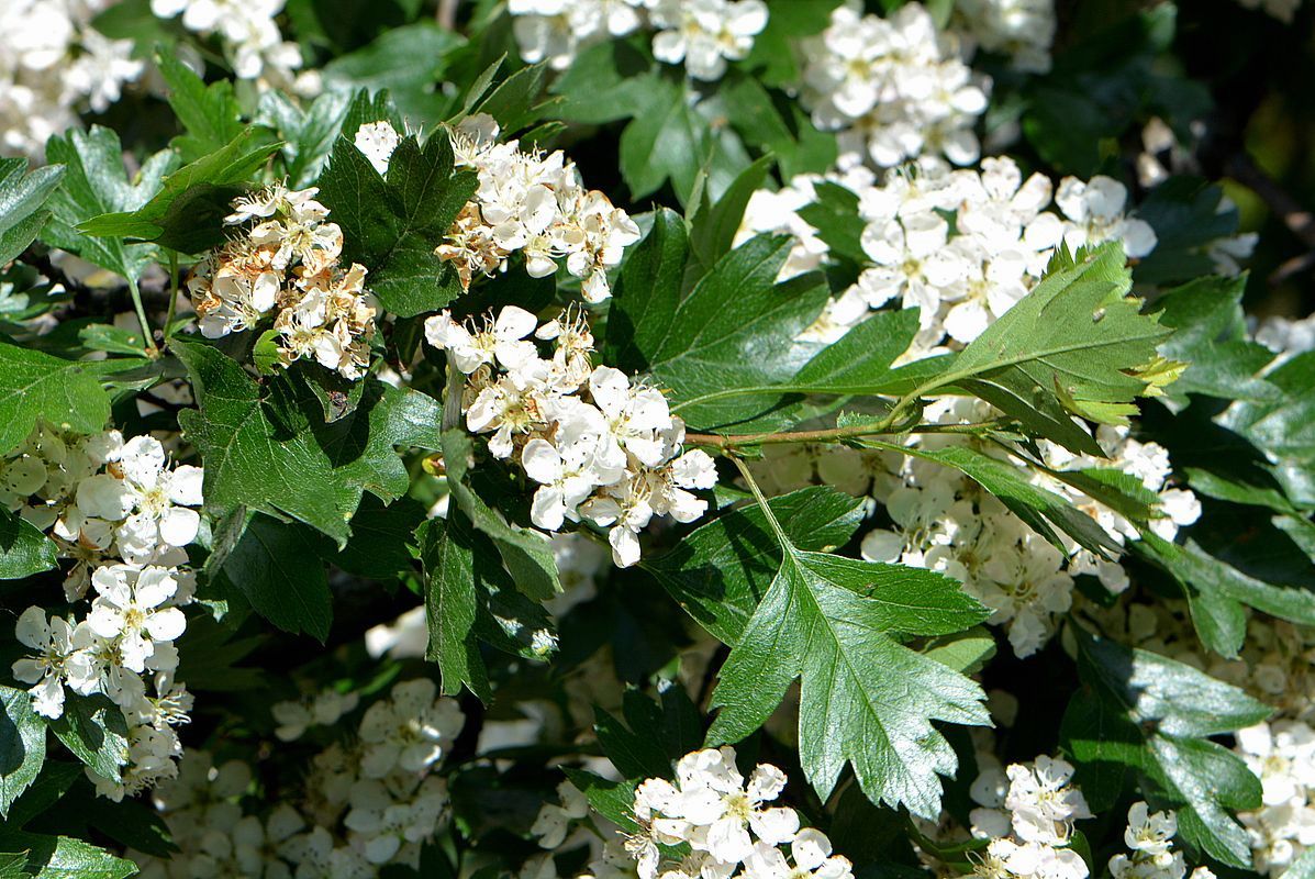 Изображение особи Crataegus monogyna.