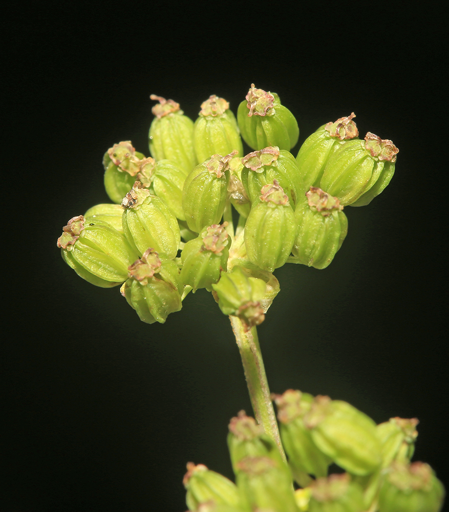 Image of Cnidium dauricum specimen.