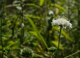 Knautia tatarica