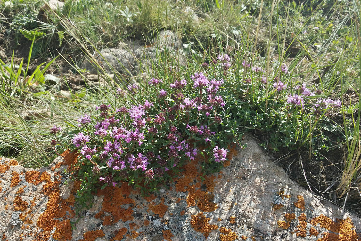 Изображение особи Thymus seravschanicus.