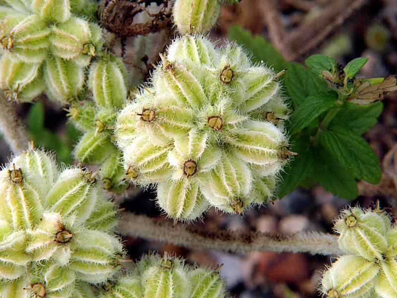 Изображение особи Glehnia litoralis.