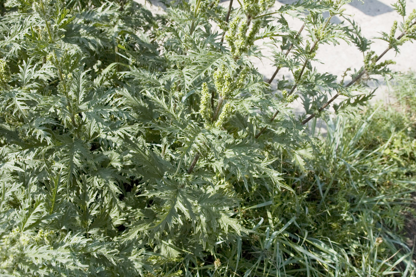 Image of Urtica cannabina specimen.